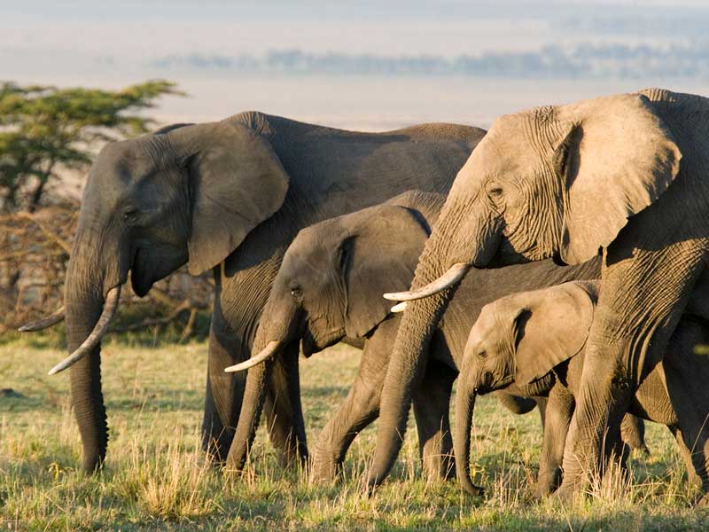 Elephant Family