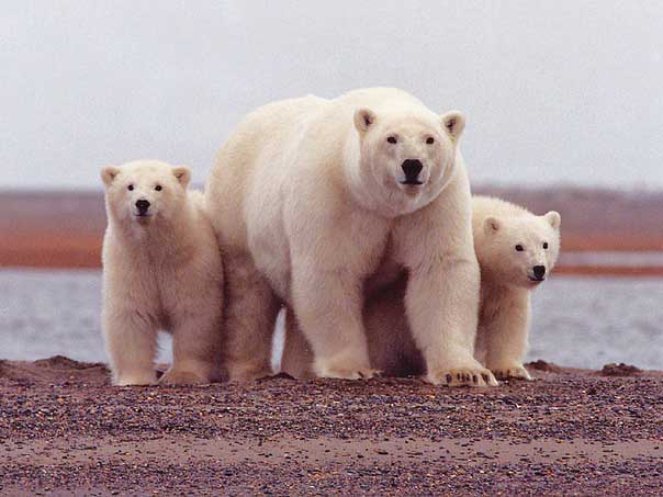 Mom Polar bear and her cubs