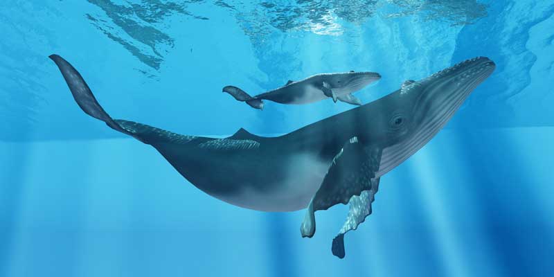 Mother and baby whale