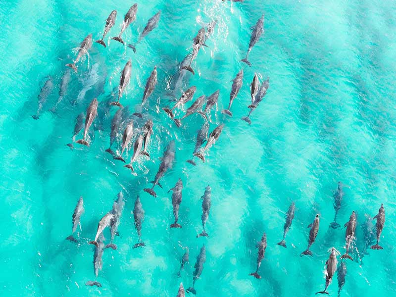 Aerial shot of dolphins swimming
