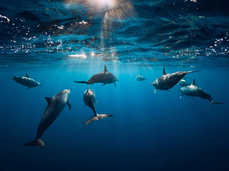 Dolphins swimming 