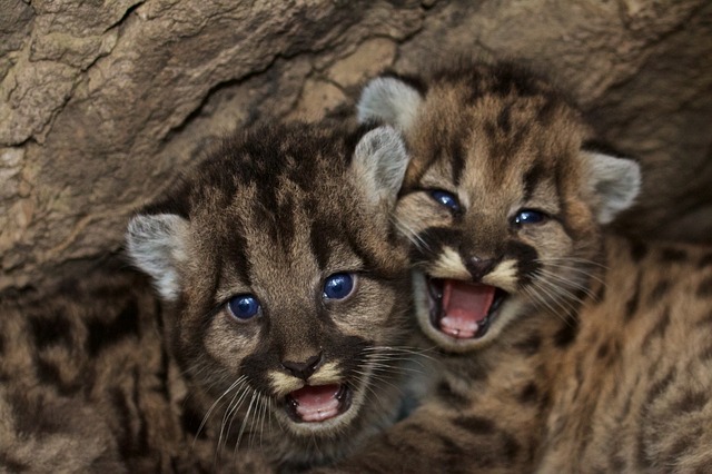 Mountain Lion Kitts