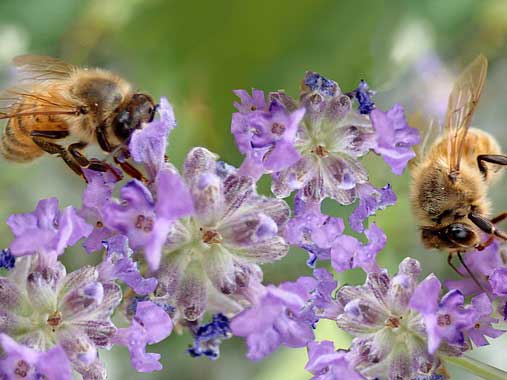 Bees on flowers