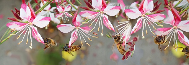 Bees with pink flowers