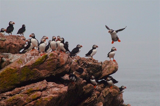 Puffins