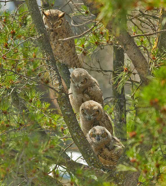 Baby Horned owls