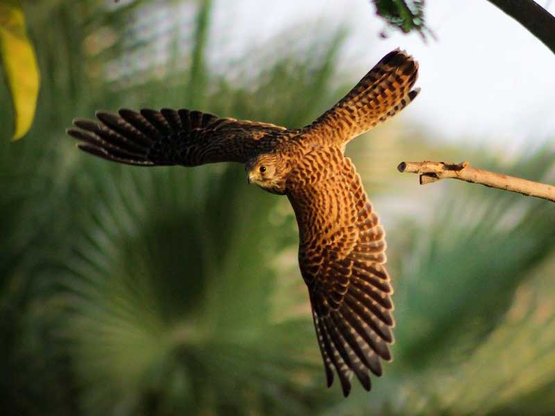 Hawk flying