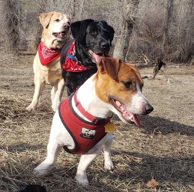 Kathy's Dogs
